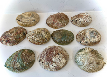 Load image into Gallery viewer, Abalone Shell Smudge Bowls